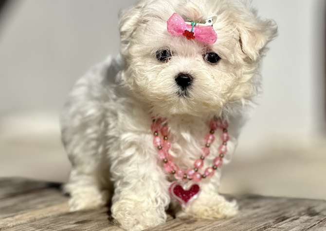 Kar beyaz Maltese terrier mini yavrularımız